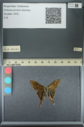 Media type: image;   Entomology 187027